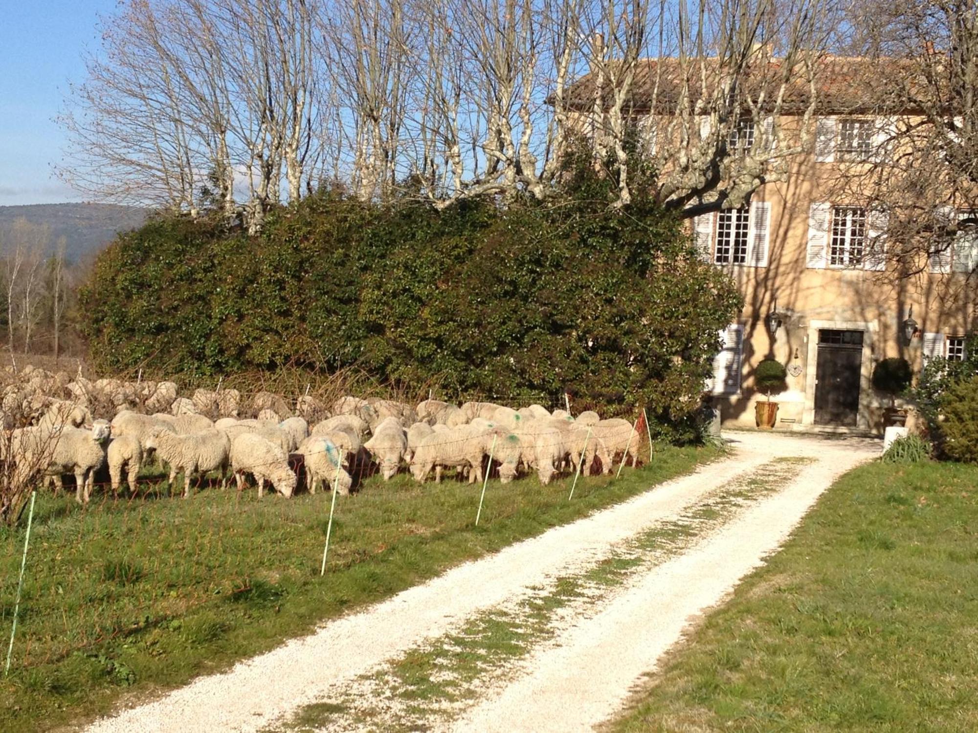 B&B Domaine Le Clos Du Pavillon Brignoles Exterior foto